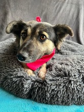 CONNIE, Hund, Sheltie-Mix in Springe - Bild 4