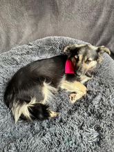 CONNIE, Hund, Sheltie-Mix in Springe - Bild 5