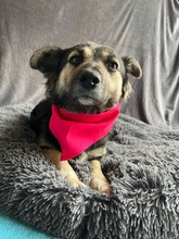 CONNIE, Hund, Sheltie-Mix in Springe - Bild 6