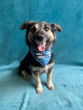 CONNIE, Hund, Sheltie-Mix in Springe - Bild 7