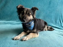 CONNIE, Hund, Sheltie-Mix in Springe - Bild 8