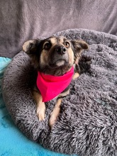 CONNIE, Hund, Sheltie-Mix in Springe - Bild 9