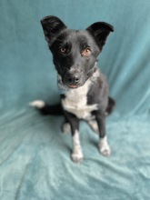 PAULINA, Hund, Border Collie-Mix in Hannover - Bild 8