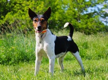 LINA, Hund, Jack Russell Terrier in Neustadt - Bild 1