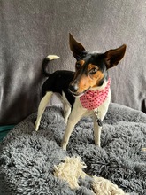 LINA, Hund, Jack Russell Terrier in Neustadt - Bild 10