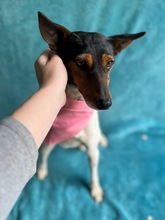LINA, Hund, Jack Russell Terrier in Neustadt - Bild 11