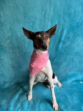 LINA, Hund, Jack Russell Terrier in Neustadt - Bild 12