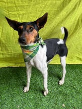 LINA, Hund, Jack Russell Terrier in Neustadt - Bild 13