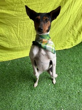 LINA, Hund, Jack Russell Terrier in Neustadt - Bild 14