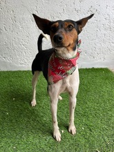 LINA, Hund, Jack Russell Terrier in Neustadt - Bild 15
