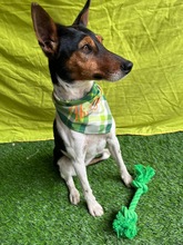 LINA, Hund, Jack Russell Terrier in Neustadt - Bild 16