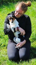 LINA, Hund, Jack Russell Terrier in Neustadt - Bild 2