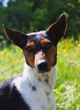 LINA, Hund, Jack Russell Terrier in Neustadt - Bild 3