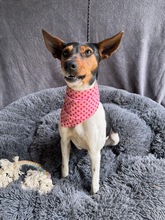 LINA, Hund, Jack Russell Terrier in Neustadt - Bild 4