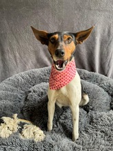 LINA, Hund, Jack Russell Terrier in Neustadt - Bild 5