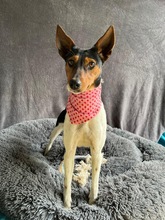 LINA, Hund, Jack Russell Terrier in Neustadt - Bild 6