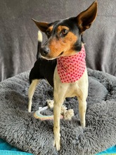 LINA, Hund, Jack Russell Terrier in Neustadt - Bild 7
