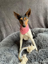 LINA, Hund, Jack Russell Terrier in Neustadt - Bild 8