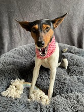 LINA, Hund, Jack Russell Terrier in Neustadt - Bild 9