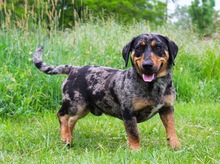 ENRICO, Hund, Dackel-Mix in Springe - Bild 1