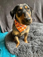 ENRICO, Hund, Dackel-Mix in Springe - Bild 11