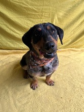 ENRICO, Hund, Dackel-Mix in Springe - Bild 12