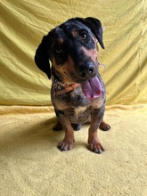 ENRICO, Hund, Dackel-Mix in Springe - Bild 13