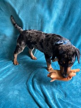 ENRICO, Hund, Dackel-Mix in Springe - Bild 14