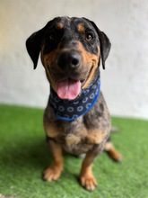ENRICO, Hund, Dackel-Mix in Springe - Bild 15