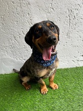 ENRICO, Hund, Dackel-Mix in Springe - Bild 16