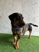 ENRICO, Hund, Dackel-Mix in Springe - Bild 17