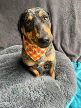 ENRICO, Hund, Dackel-Mix in Springe - Bild 18