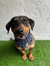 ENRICO, Hund, Dackel-Mix in Springe - Bild 19
