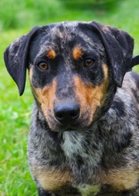 ENRICO, Hund, Dackel-Mix in Springe - Bild 2