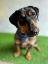 ENRICO, Hund, Dackel-Mix in Springe - Bild 20