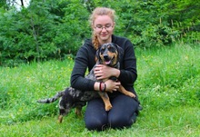 ENRICO, Hund, Dackel-Mix in Springe - Bild 3