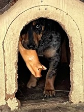 ENRICO, Hund, Dackel-Mix in Springe - Bild 4