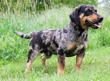ENRICO, Hund, Dackel-Mix in Springe - Bild 5