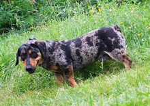 ENRICO, Hund, Dackel-Mix in Springe - Bild 6