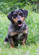 ENRICO, Hund, Dackel-Mix in Springe - Bild 7