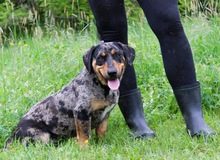 ENRICO, Hund, Dackel-Mix in Springe - Bild 8