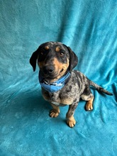 ENRICO, Hund, Dackel-Mix in Springe - Bild 9