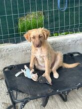 LION, Hund, Mischlingshund in Rumänien - Bild 2