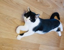 PIPI, Katze, Europäisch Kurzhaar in Bad Gandersheim - Bild 1