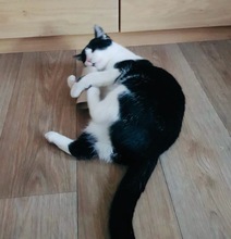 PIPI, Katze, Europäisch Kurzhaar in Bad Gandersheim - Bild 10