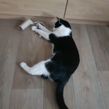 PIPI, Katze, Europäisch Kurzhaar in Bad Gandersheim - Bild 11