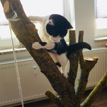 PIPI, Katze, Europäisch Kurzhaar in Bad Gandersheim - Bild 12
