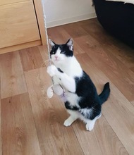 PIPI, Katze, Europäisch Kurzhaar in Bad Gandersheim - Bild 13