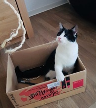 PIPI, Katze, Europäisch Kurzhaar in Bad Gandersheim - Bild 14