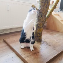 PIPI, Katze, Europäisch Kurzhaar in Bad Gandersheim - Bild 15